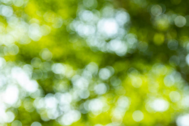 istock Natural green bokeh abstract background 1007093988