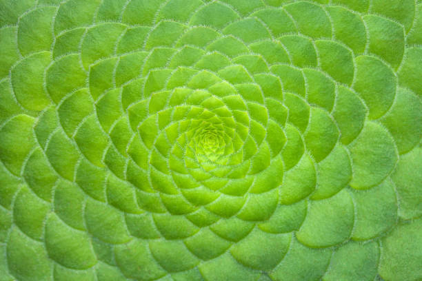 simétrica fondo verde de las plantas suculentas cactus, close-up. - sharp curve fotografías e imágenes de stock