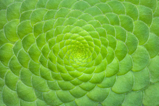 サボテン多肉植物の緑の背景を対称クローズ アップ。 - pattern in nature ストックフォトと画像