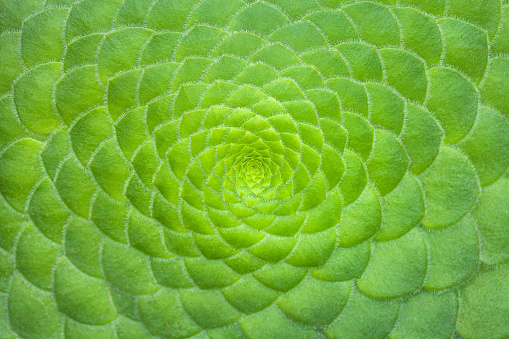 Symmetric green background of cactus succulent plants, close-up. Ideal geometry in nature, macro.