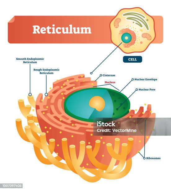 Structuri Reticulate Ilustrații de stoc cu Schema De Ilustrare Vectorială Etichetată ...