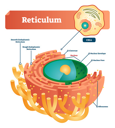 Free Smooth Endoplasmic Reticulum Clipart in AI, SVG, EPS or PSD