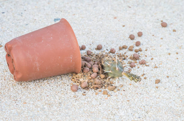 istock Closeup soil and dried cactus fall from brown plastic pot on blurred stone floor texture background 1007104454