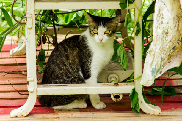 istock The cat sits under a white chair. 1007104570