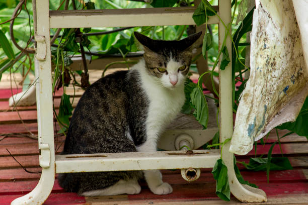 istock The cat sits under a white chair. 1007104582