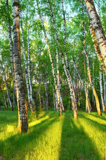 istock Birch grove in spring, green foliage 1007104914