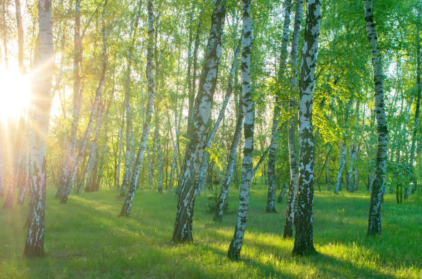 istock birch grove in the morning, the sun through the trees 1007104930