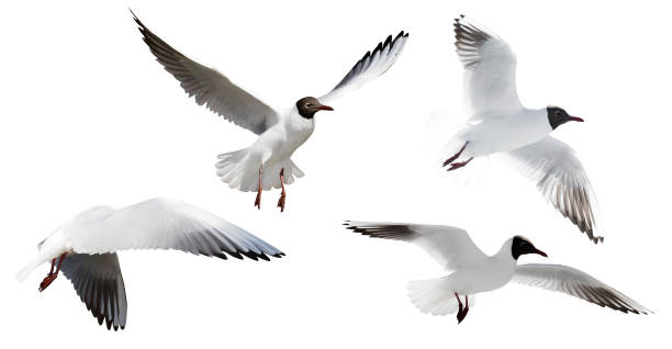istock small cutout four flying black-headed gulls 1007107622