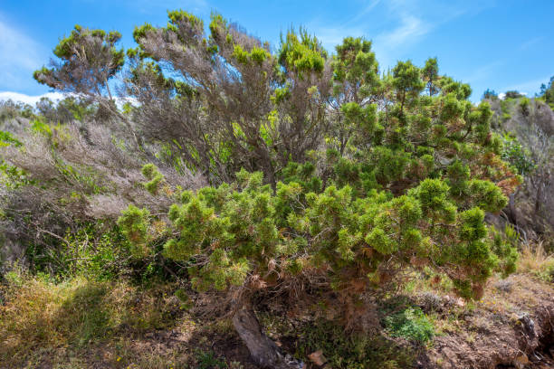 istock Vegetation on the island 1007107638