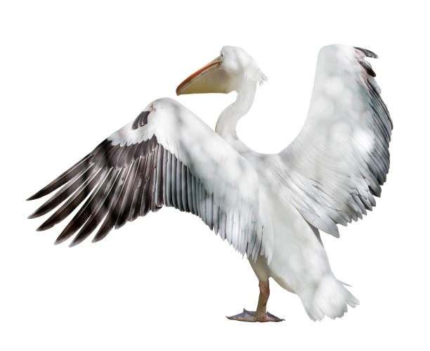 istock pelican with open wings isolated on white 1007107798