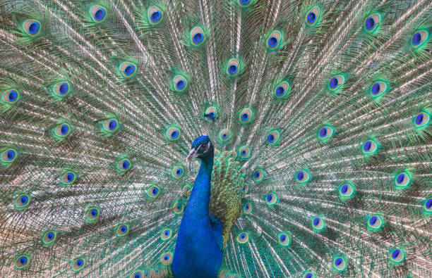 istock beautiful peacock with green and blue tail 1007107814