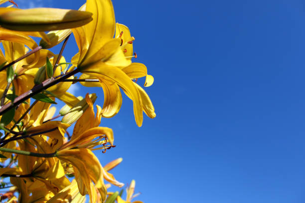Yellow day-lily on blue sky background. Bright yellow hemerocallis, lily with empty space for text on blue background. Horizontal view