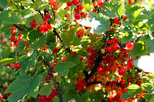 Close-up bush of red currant. Branch with rip berries of red currant. Horizontal view
