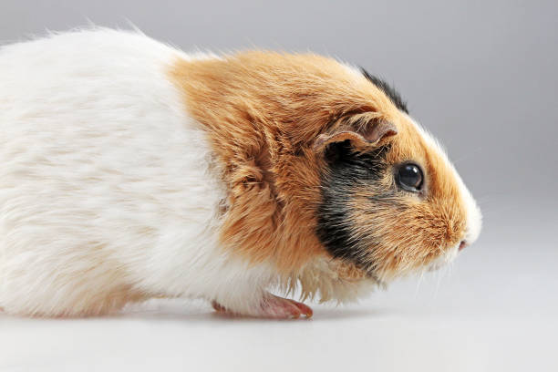 Spotted Cavy Stock Photos Pictures Royalty Free Images iStock Spotted Cavy Stock Photos Pictures Royalty Free Images iStock