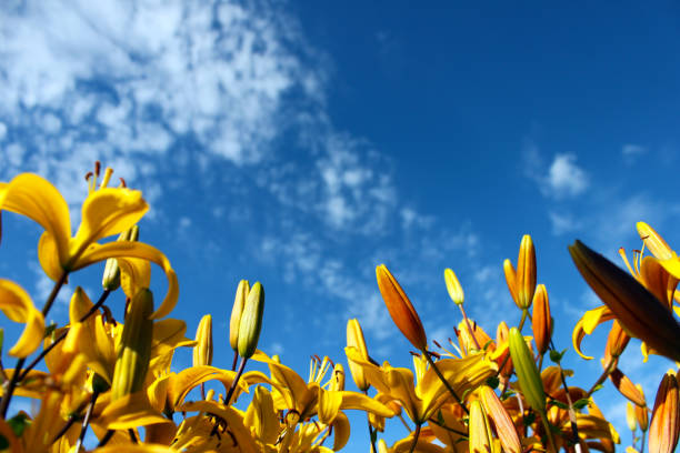 Yellow day-lily on blue sky background. Bright yellow hemerocallis, lily with empty space for text on blue background. Horizontal view