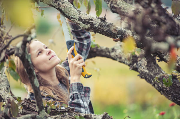 Young Woman Trimming a Fruit Tree Young Woman Trimming a Fruit Tree. pruning gardening photos stock pictures, royalty-free photos & images