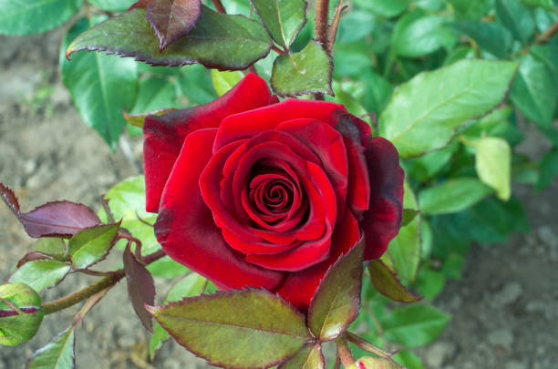 close-up rosa bud vermelha - velvet rose flower thorn - fotografias e filmes do acervo