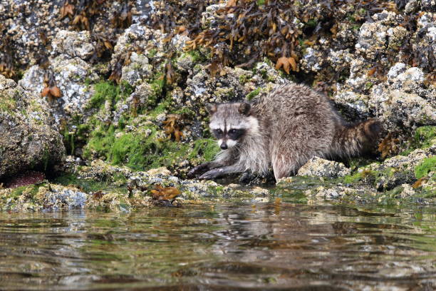 Raccoon looking for food between rocks , Vancouver, BC