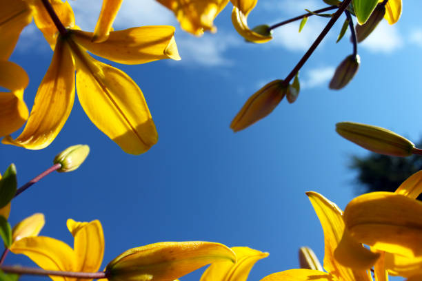 Yellow day-lily on blue sky background. Bright yellow hemerocallis, lily with empty space for text on blue background. Horizontal view