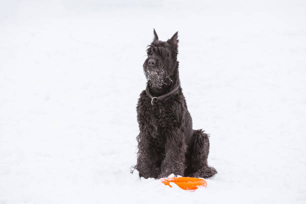 istock Dog Riesenschnauzer in black on a white background 1007115556