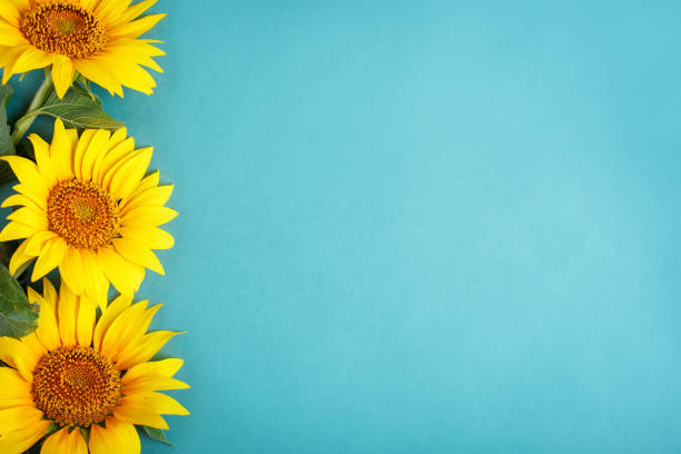 istock Beautiful sunflowers on blue background. View from above. Background with copy space. 1007115634