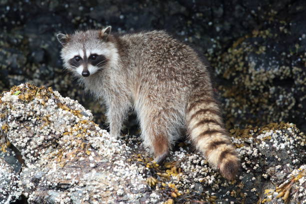 istock Raccoon looking for food between rocks , Vancouver, BC 1007115966