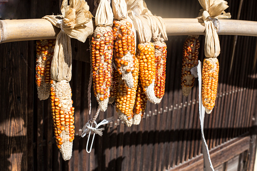 Dried corn hanging