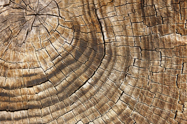 istock Old tree trunk. Wood textured background. Timber industry. 1007120656