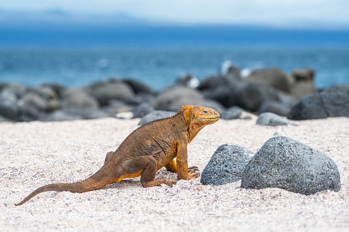 A Galapagos land iguana (Conolophus subcristatus) at a sandy beach at North Seymour Island, Galapagos. This special subspecies of Igunana is endemic to the Galapagos Islands. Wildlife shot.