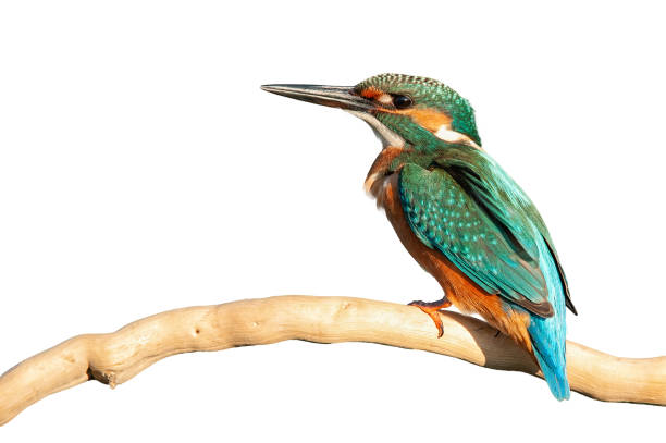 istock Common Kingfisher (Alcedo atthis) sitting on a stick. Isolated on white 1007121550
