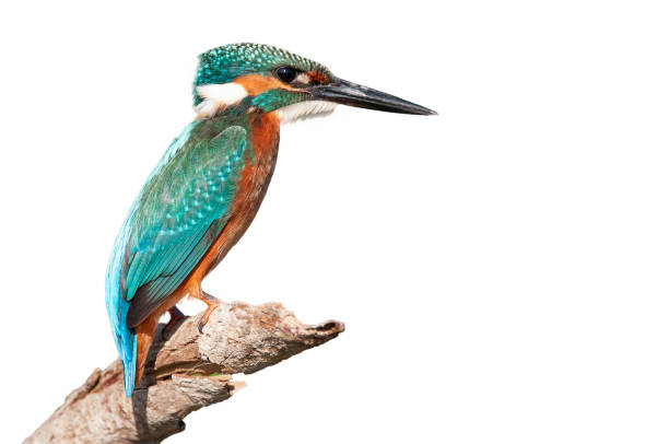 istock Common Kingfisher (Alcedo atthis) sitting on a stick. Isolated on white 1007121584