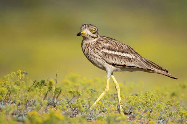 eurasian stone curlew (burhinus oedicnemus) walks on a beautiful background - stone curlew imagens e fotografias de stock