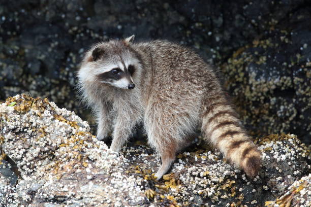 istock Raccoon looking for food between rocks , Vancouver, BC 1007121962