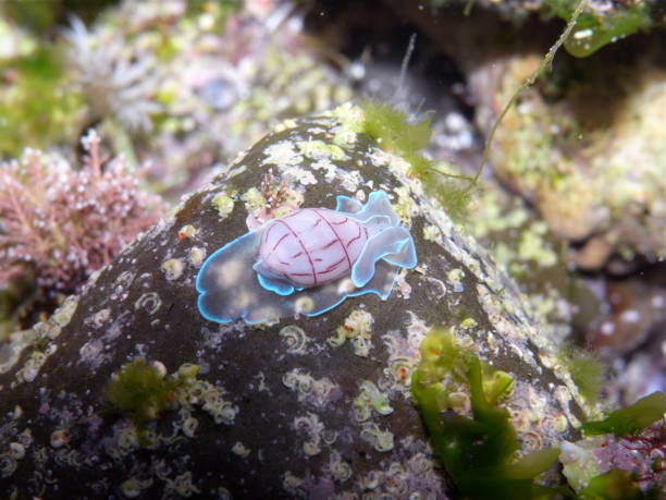 istock Red Lined Bubble Snail-Bullina Lineata in Sydney, Australia 1007122162
