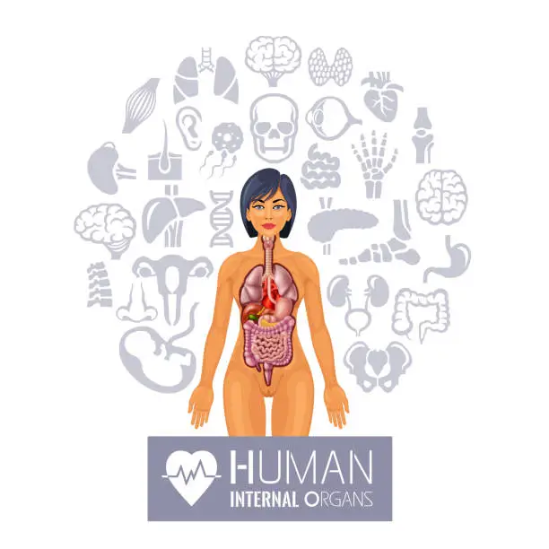 Vector illustration of Human Anatomy Organs