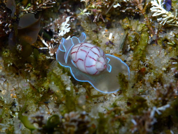 istock Red Lined Bubble Snail-Bullina Lineata in Sydney, Australia 1007122592
