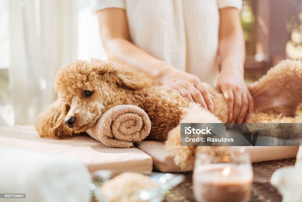 Frau eine Ganzkörpermassage zu einem Hund. Spa-Stillleben mit Duftkerzen, Blumen und Handtuch. - Lizenzfrei Hund Stock-Foto