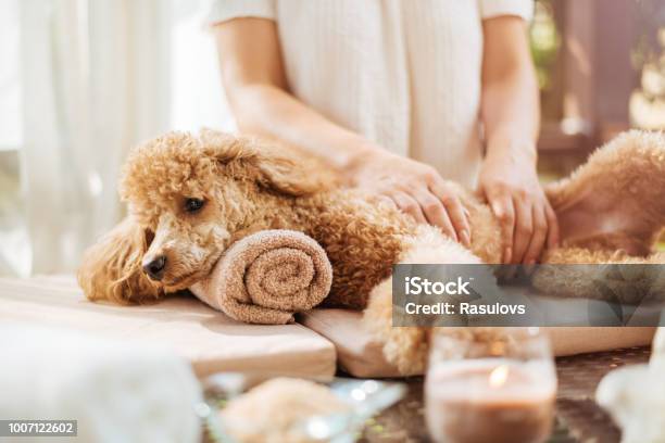 Frau Eine Ganzkörpermassage Zu Einem Hund Spastillleben Mit Duftkerzen Blumen Und Handtuch Stockfoto und mehr Bilder von Hund