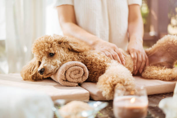 Woman giving body massage to a dog. Spa still life with aromatic candles, flowers and towel. stock photo