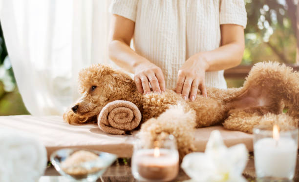 Woman giving body massage to a dog. Spa still life with aromatic candles, flowers and towel. Woman giving body massage to a dog. Spa still life with aromatic candles, flowers and towel. animal therapy stock pictures, royalty-free photos & images