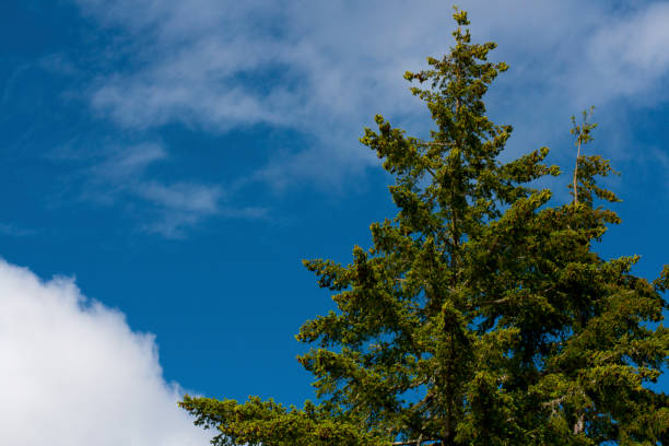 istock Pacific Northwest forest and Douglas fir trees 1007122996