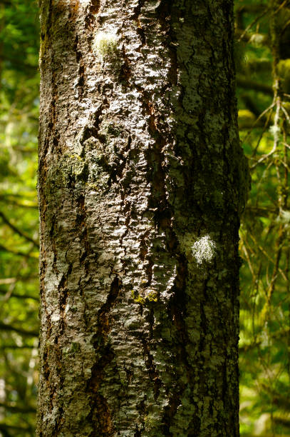 istock Pacific Northwest forest and Douglas fir trees 1007123136