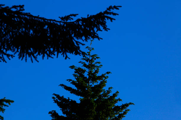 a picture of an exterior Pacific Northwest forest with old growth Douglas fir trees