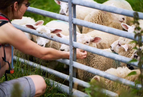 istock A hiker petting lambs on a farm 1007130796