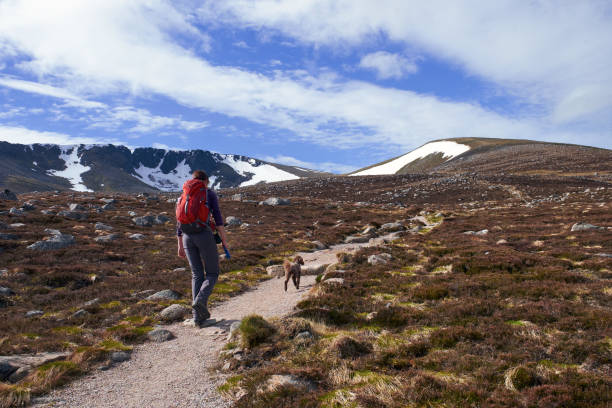 Cairngorms, Scottish Highlands. A hiker and their dog walking towards Coire an Lochain in the Cairngorms, Scottish Highlands. UK cairngorm mountains stock pictures, royalty-free photos & images