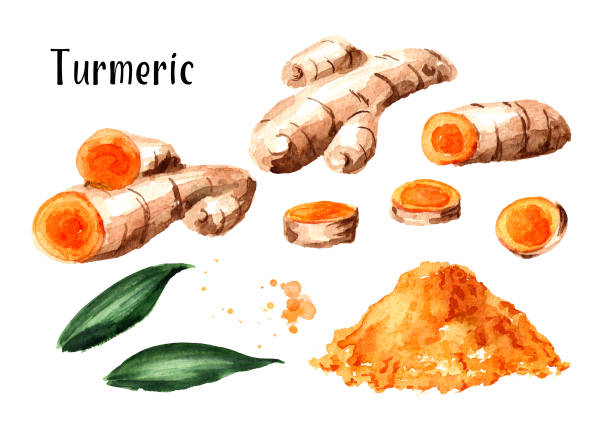 illustrazioni stock, clip art, cartoni animati e icone di tendenza di radice di curcuma e set di polvere. illustrazione disegnata a mano ad acquerello isolata su sfondo bianco - anticancer