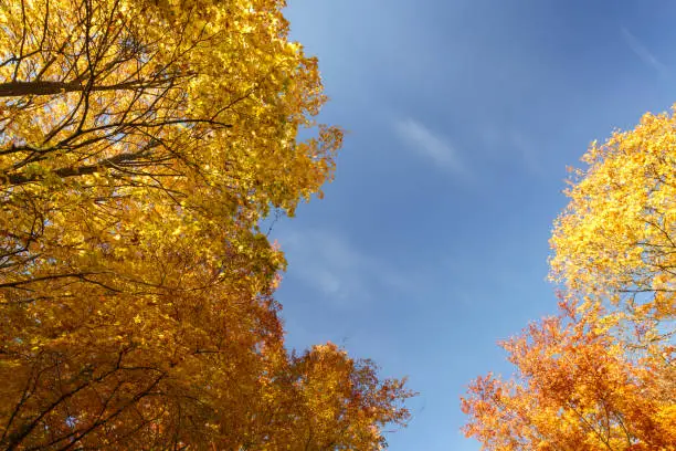 Autumn tree canopy on blue sky background in north Poland