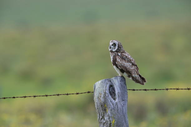 istock hawaiian short eared owl Big Island Hawaii 1007143082