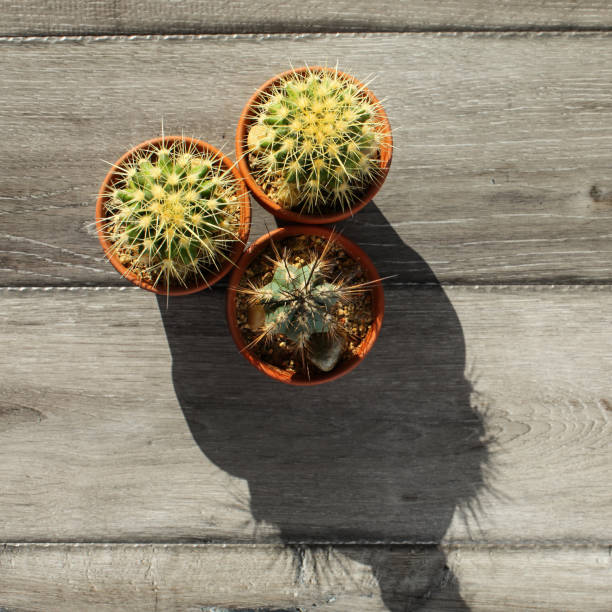 istock Table top view on three small cactus in pot, on gray wood table, forming strange shadow in morning sun light. 1007144416