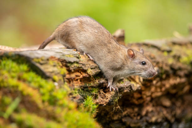 istock Brown rat, Rattus norvegicus 1007145120